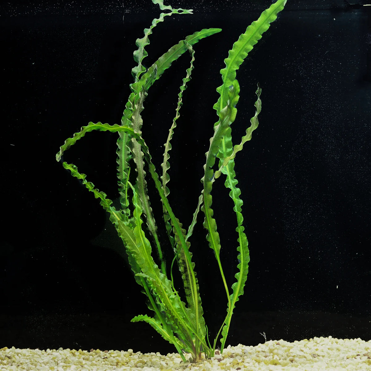 Aponogeton Longiplumulosus — photo: Florida Aquatic Nurseries, used with permission