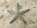 White Sand Sifting Star (Astropecten polyacanthus)