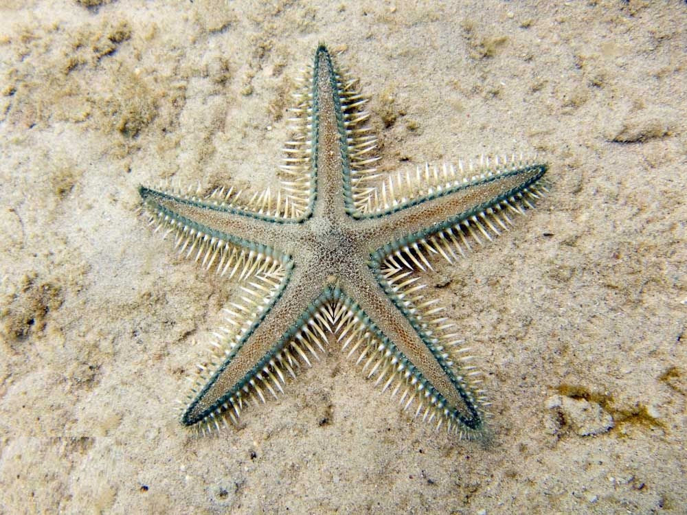 White Sand Sifting Star (Astropecten polyacanthus)