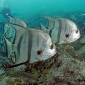 Spadefish (Chaetodipterus faber)