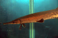 S.A. Mosaic Gar