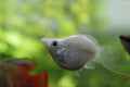 Balloon molly (Poecilia sphenops) — Photo: Bernat Arlandis, CC BY-SA 2.0, via Wikimedia Commons