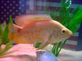 Albino Ruby/Tiger Oscar — Photo: Ultramontane, Public domain, via Wikimedia Commons