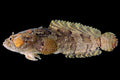 Freshwater Stone Fish