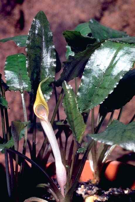 Cryptocoryne Becketii — Photo: Jan D. Bastmeijer, CC BY-SA 3.0, via Wikimedia Commons