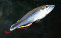 Madagascar Rainbowfish (Bedotia geayi)