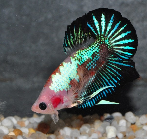 Marble/koi-pattern betta (Betta splendens) — Photo: Thexposeidon, CC BY-SA 3.0, via Wikimedia Commons