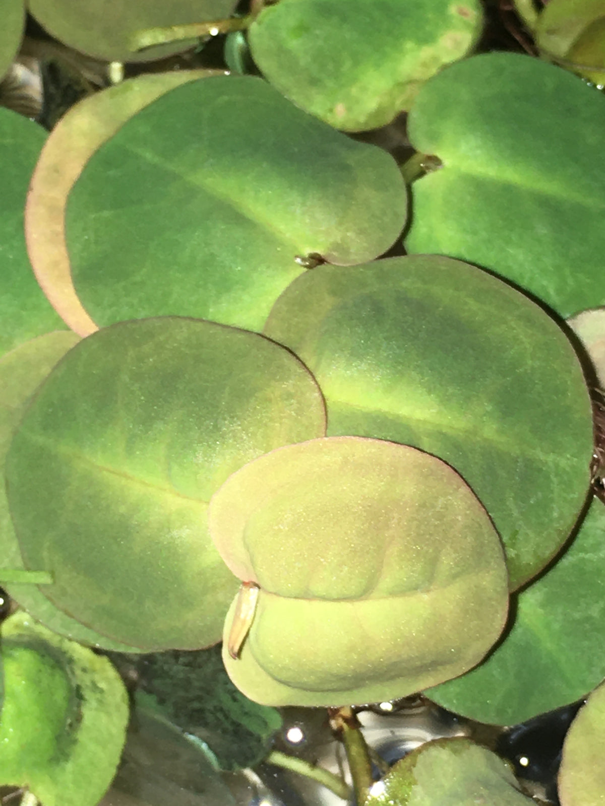 Red Root Floater (Phyllanthus fluitans) — via Wikimedia Commons