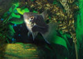 Black Platy (Xiphophorus maculatus) — photo: Gourami Watcher, CC BY-SA 3.0