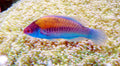 Yellow Millennium Fairy Wrasse (Cirrhilabrus cyanopleura) - Super Male