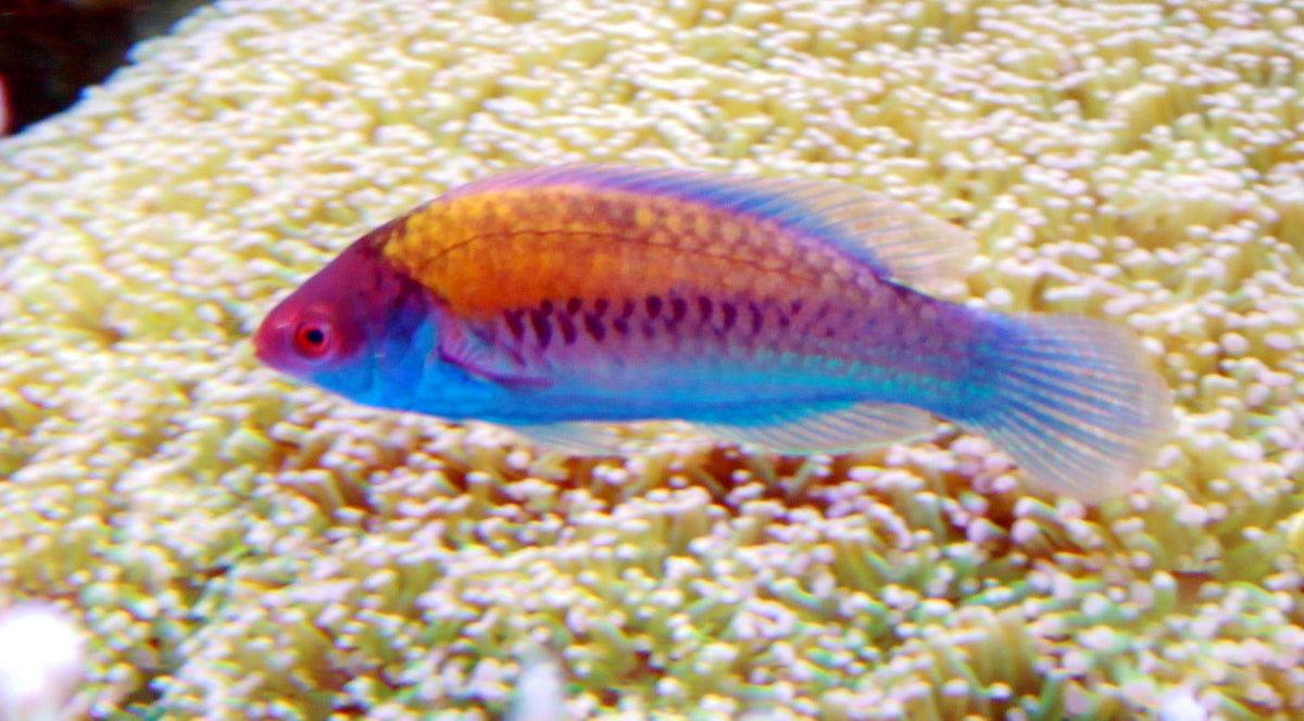 Yellow Millennium Fairy Wrasse (Cirrhilabrus cyanopleura) - Super Male