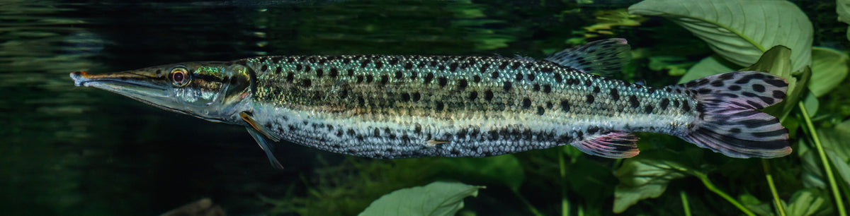 S.A. Mosaic Gar (Boulengerella maculata) — Photo: H. Zell, CC BY-SA 3.0, via Wikimedia Commons