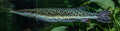 S.A. Mosaic Gar (Boulengerella maculata) — Photo: H. Zell, CC BY-SA 3.0, via Wikimedia Commons