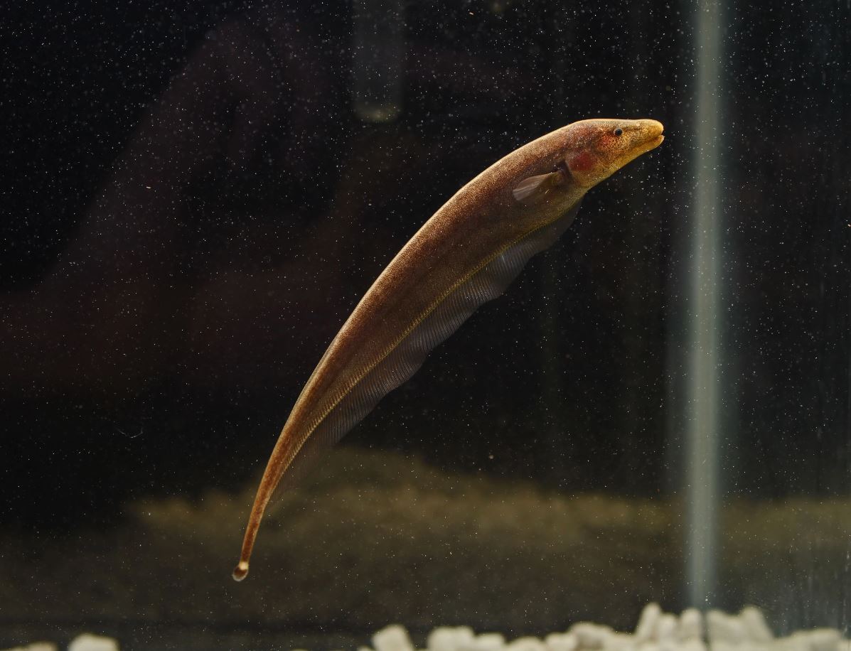 Brown Ghost Knife (Apteronotus leptorhynchus)