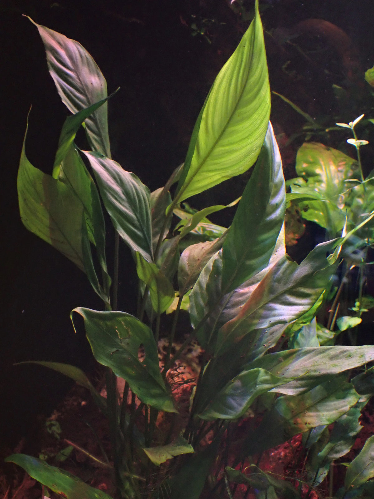 Bucephalandra Needle Leaf Tissue Culture (Bucephalandra sp.) — via Wikimedia Commons