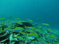 Yellowback Fusilier