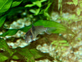 Corydoras Agassizi