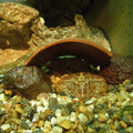 Pacman Frog (Ceratophrys cranwelli) — photo: Daiju Azuma, CC BY-SA 2.5