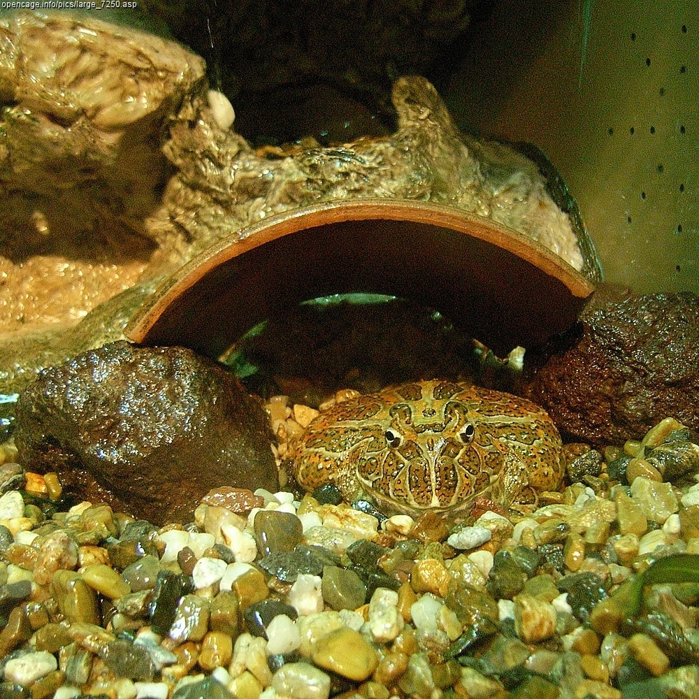 Pacman Frog (Ceratophrys cranwelli) — photo: Daiju Azuma, CC BY-SA 2.5