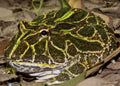 Green Pacman Frog (Ceratophrys cranwelli)