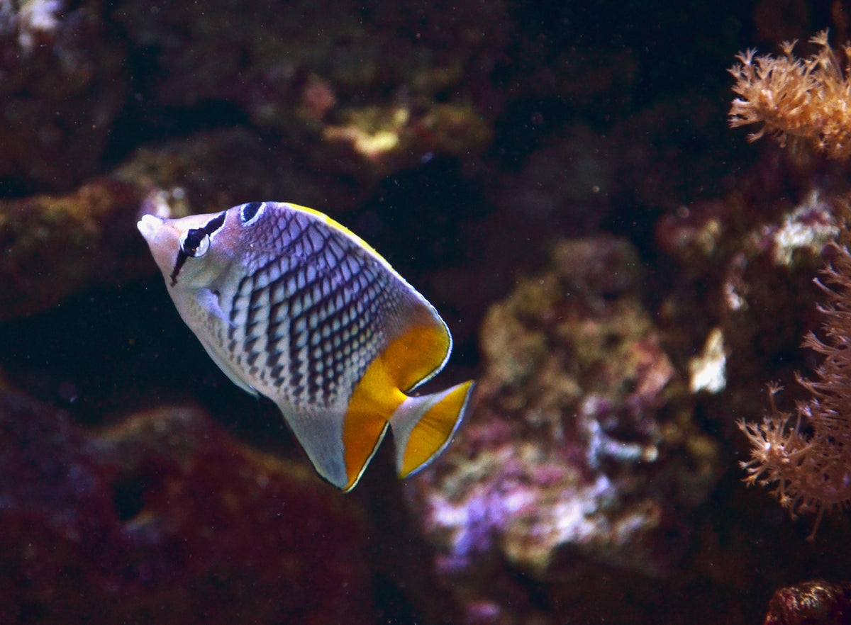 Red Pearlscale Butterflyfish (Chaetodon xanthurus)