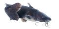 Blue Channel Catfish (Ictalurus punctatus)