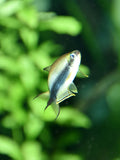 Black Emperor Tetra (Nematobrycon palmeri)