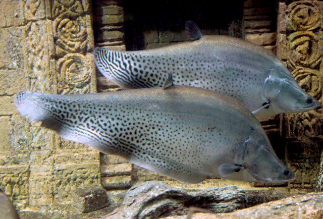 Royal Knifefish (Chitala blanci)