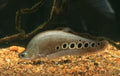 Gold Clown Knife (Chitala ornata)