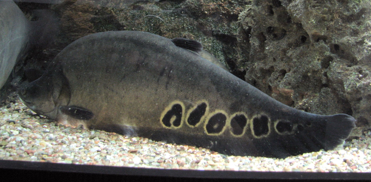 Clown Knife (Chitala ornata)
