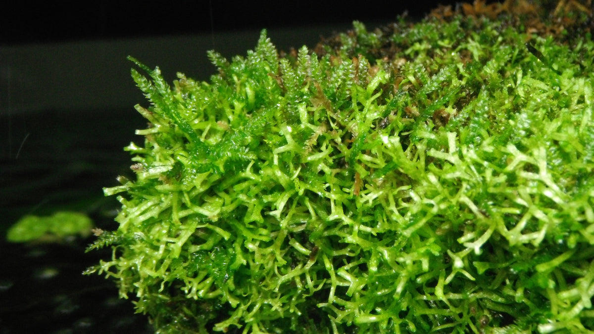 Christmas Moss (Vesicularia montagnei) — Photo: Storm from Canada, CC BY-SA 2.0, via Wikimedia Commons