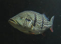 Tucanare Peacock Bass (Cichla sp.)