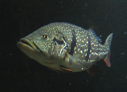 Tucanare Peacock Bass (Cichla sp.)