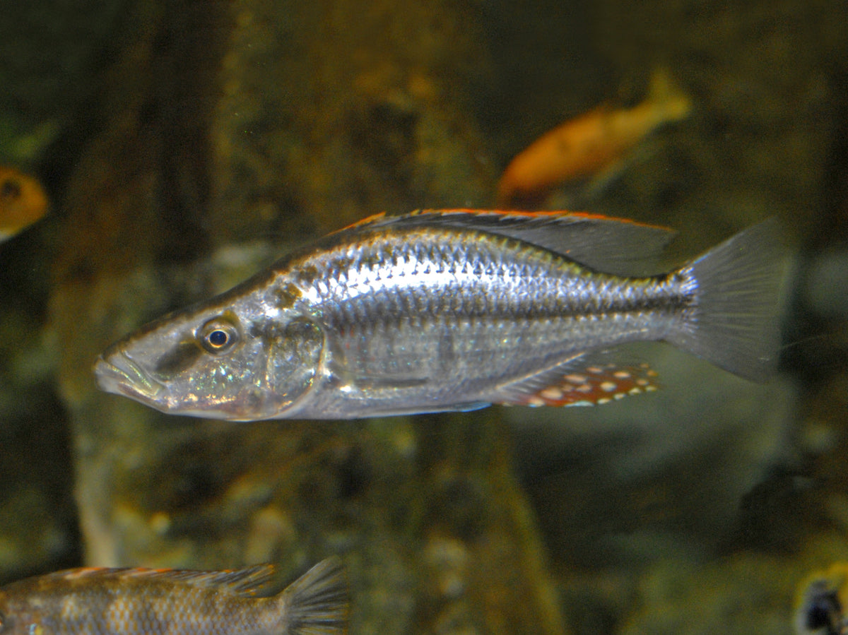 OB Compressiceps (Dimidiochromis compressiceps)
