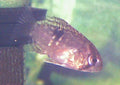 Tank-Raised Keyhole Cichlid (Cleithracara maronii)