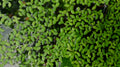 Duckweed (Lemna minor) — via Wikimedia Commons