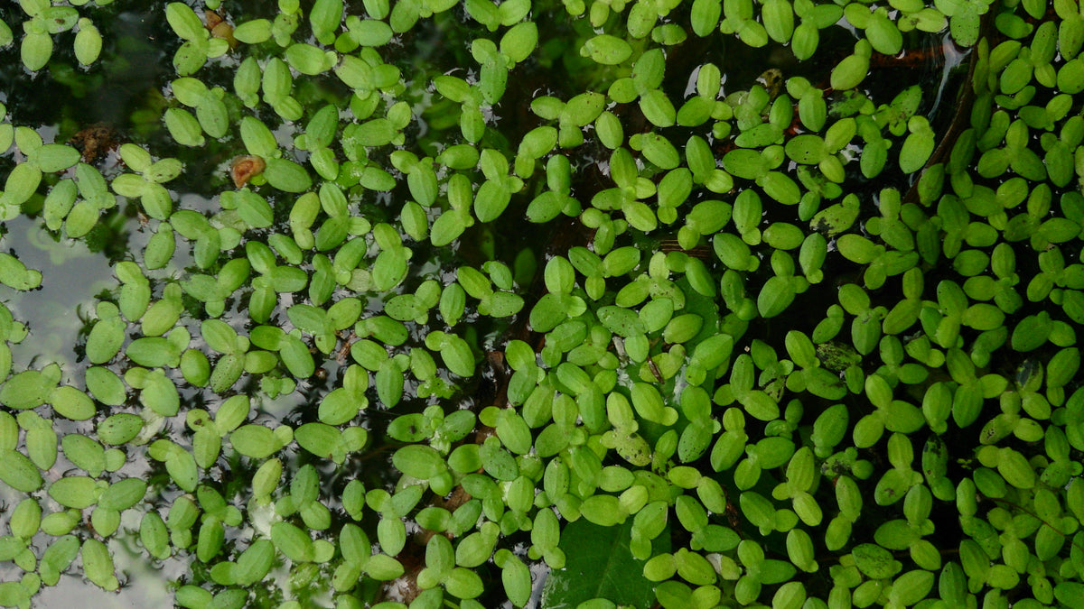 Duckweed (Lemna minor) — via Wikimedia Commons