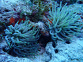 Pink Tip Condy Anemone (Condylactis gigantea)