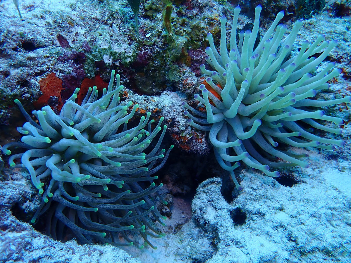 Pink Tip Condy Anemone (Condylactis gigantea)