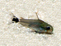 Pygmy (Hastatus) Corydoras