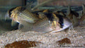 Cory Melanistus (Corydoras melanistus)