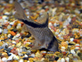Corydoras Melini