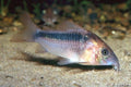 Corydoras Rabauti