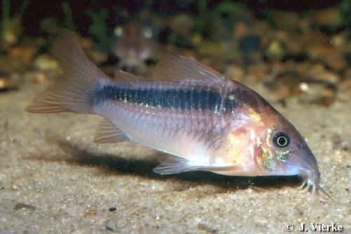 Corydoras Rabauti