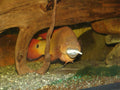 Gold Pike Cichlid (Crenicichla sp.)