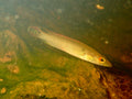 Venezuela Red Fire Pike Cichlid (Crenicichla sp.)