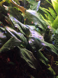 Cryptocoryne Petchii (Cryptocoryne petchii) — via Wikimedia Commons
