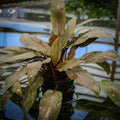 Cryptocoryne Undulata — photo: Florida Aquatic Nurseries, used with permission