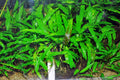 Cryptocoryne Parva (Cryptocoryne) — via Wikimedia Commons