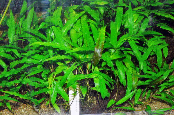 Crypt Wendtii Broadleaf (Cryptocoryne wendtii) — via Wikimedia Commons